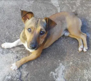 Cachorro raça Vira-lata idade 7 a 11 meses nome Looky