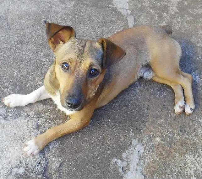Cachorro ra a Vira-lata idade 7 a 11 meses nome Looky