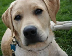 Cachorro raça Labrador idade 4 anos nome Betove