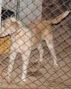 Cachorro ra a mestiço/pastor alemão idade 1 ano nome sargento