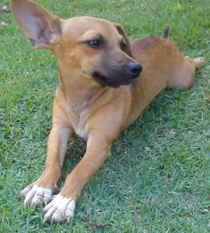 Cachorro raça  mestiço -Pinscher idade 2 anos nome Pisquila GRATIFICA