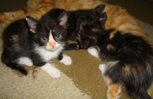 Gato raça SRD idade Abaixo de 2 meses nome Novinhos