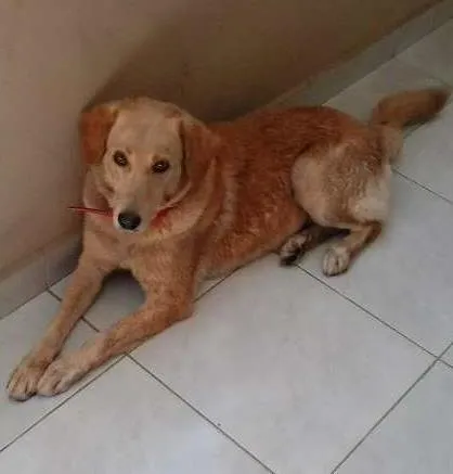 Cachorro ra a Labrador idade 5 anos nome Mel