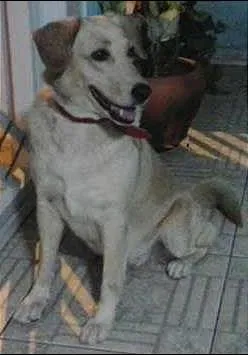 Cachorro raça Labrador idade 5 anos nome Mel