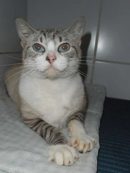 Gato ra a srd idade 2 anos nome Lolla