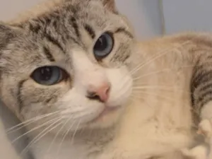 Gato raça srd idade 2 anos nome Lolla