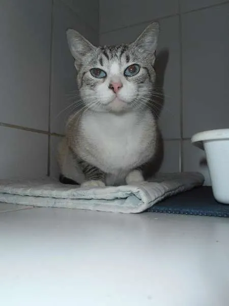 Gato ra a srd idade 2 anos nome Lolla
