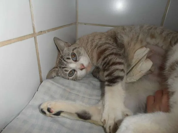Gato ra a srd idade 2 anos nome Lolla