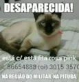 Miah GRATIFICA