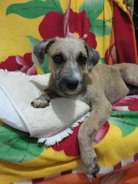 Cachorro raça SRD idade 2 a 6 meses nome Novinha