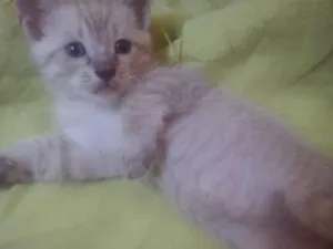 Gato raça indefinida idade 2 a 6 meses nome marie