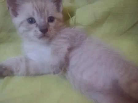 Gato raça indefinida idade 2 a 6 meses nome marie
