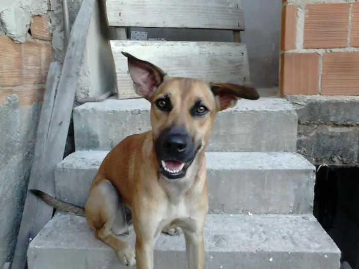 Cachorro raça dog/vira-lata idade 2 anos nome docinho