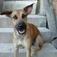docinho