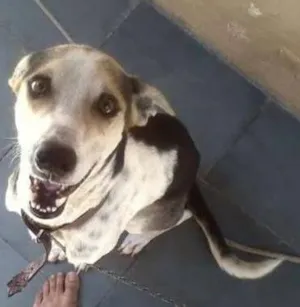 Cachorro raça SRD idade 1 ano nome Charlie