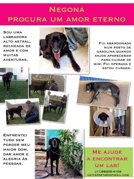 Cachorro ra a Labrador idade 6 ou mais anos nome Negona