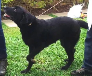 Cachorro raça Labrador idade 6 ou mais anos nome Negona