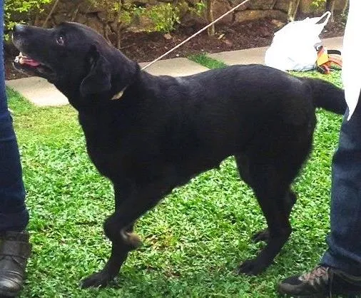 Cachorro ra a Labrador idade 6 ou mais anos nome Negona