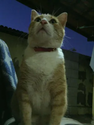 Gato raça SRD idade 4 anos nome Sarah