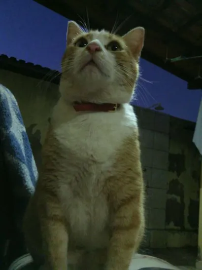 Gato raça SRD idade 4 anos nome Sarah