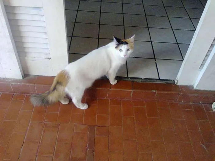 Gato raça rua idade 3 anos nome Rosinha