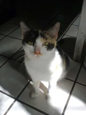 Gato raça Rua idade 3 anos nome Adele