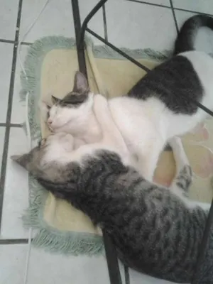 Gato raça rua idade 1 ano nome Felix e irmão