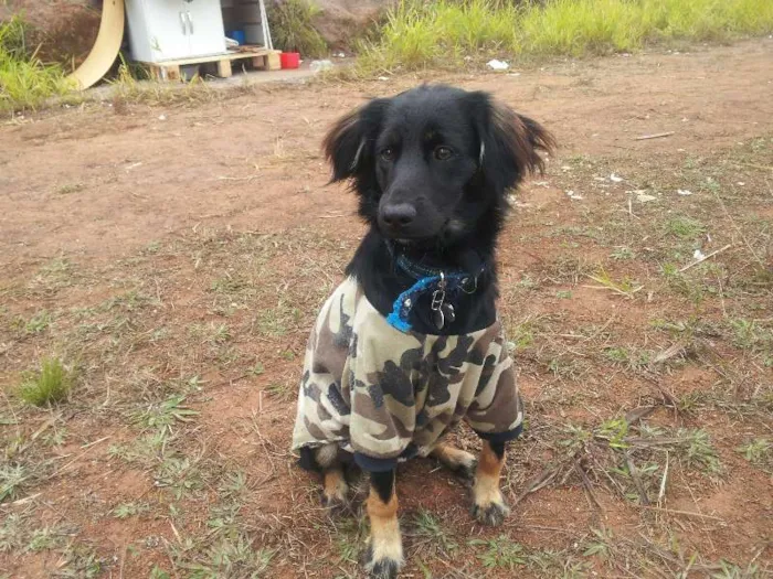 Cachorro ra a  idade 2 a 6 meses nome rufinho