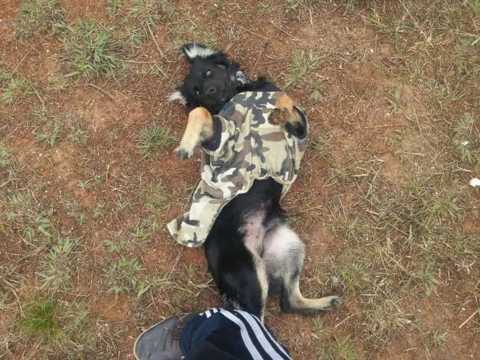 Cachorro ra a  idade 2 a 6 meses nome rufinho