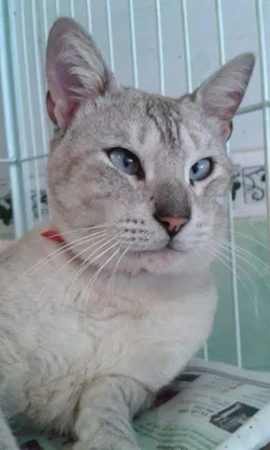 Gato raça SRD idade 1 ano nome BARTH