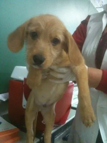 Cachorro ra a SRD idade 2 a 6 meses nome Pingo