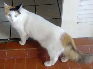 Gato raça rua idade 3 anos nome Rosinha