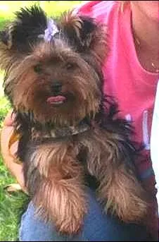 Cachorro raça Yorkshire idade 7 a 11 meses nome pepita GRATIFICA