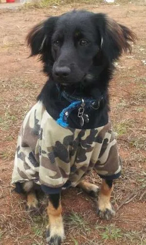 Cachorro raça  idade 2 a 6 meses nome rufinho