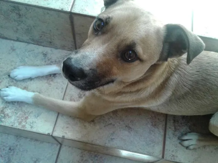 Cachorro ra a SRD idade 1 ano nome Marley