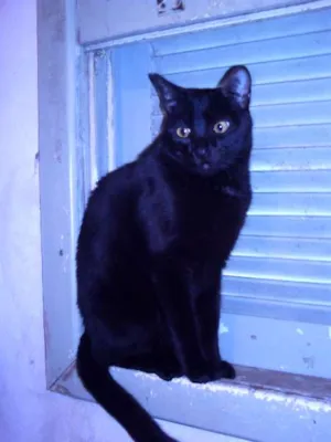 Gato raça não sei idade 6 ou mais anos nome Travesso e Neguinho