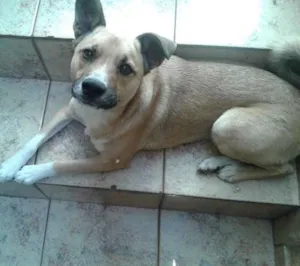 Cachorro raça SRD idade 1 ano nome Marley