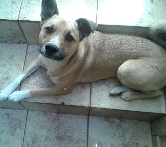 Cachorro ra a SRD idade 1 ano nome Marley