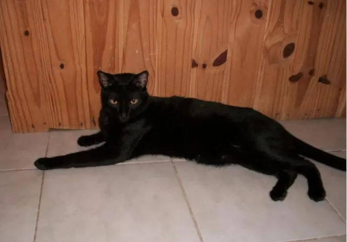 Gato ra a não sei idade 6 ou mais anos nome Travesso e Neguinho