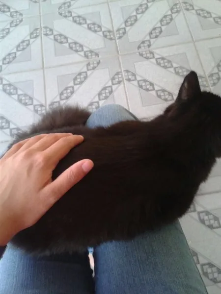 Gato ra a Srd idade 2 a 6 meses nome Sem nome