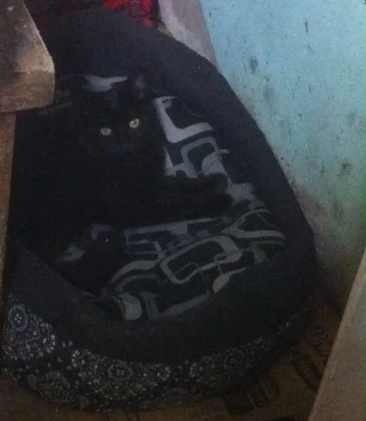 Gato ra a Srd idade 2 a 6 meses nome Sem nome