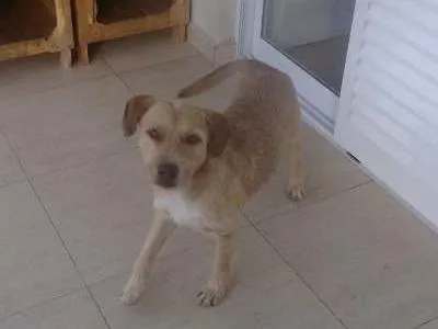 Cachorro ra a SRD idade 6 ou mais anos nome Luís