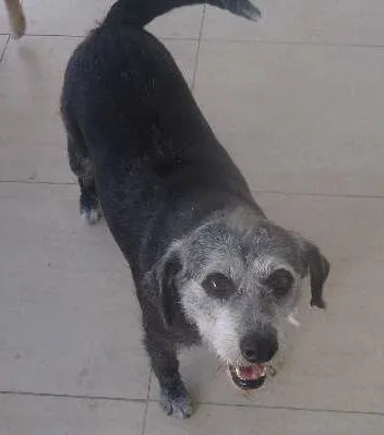 Cachorro ra a SRD idade 6 ou mais anos nome Neguinha