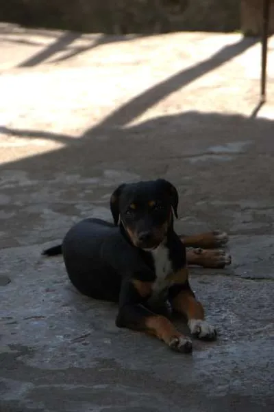 Cachorro ra a N/D idade 2 a 6 meses nome Pretinho