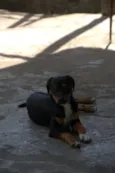 Pretinho