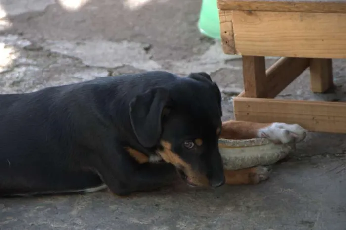 Cachorro ra a N/D idade 2 a 6 meses nome Pretinho