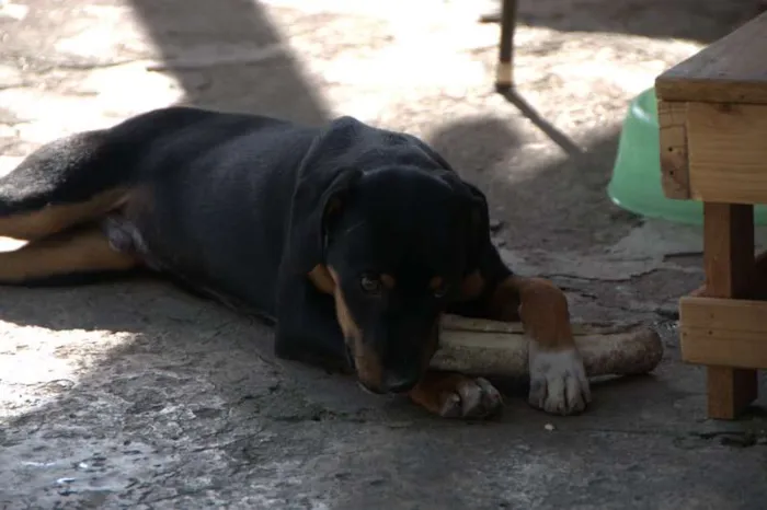 Cachorro ra a N/D idade 2 a 6 meses nome Pretinho
