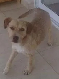 Cachorro ra a SRD idade 6 ou mais anos nome Luís