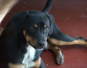 Cachorro raça N/D idade 2 a 6 meses nome Pretinho
