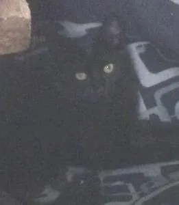 Gato ra a Srd idade 2 a 6 meses nome Sem nome